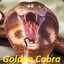 Golden Cobra