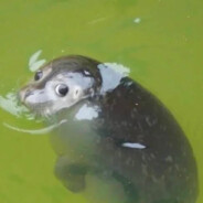 我的性别是武装直升机