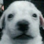 ★ Carpincho