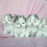 你仿佛一个弱智！