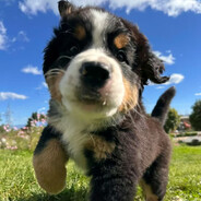 想养一只伯恩山