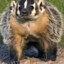 Badger