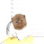 ✠Кот бургер ✠