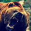 Grizzly-14REGION&quot;PVL&quot;