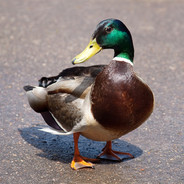 Duck