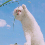 猪爷爷的过路费