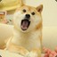 张花花
