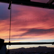 燕子最是有情物