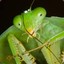 Hooded Mantis