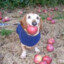 Dachshund with an apple
