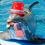dolphin folfin