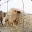 a sheep with parkinsons