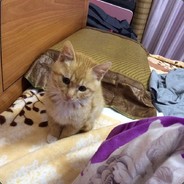 画个圈圈圈块地