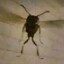 The undying Insect