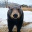 ChocoBearSwarm