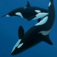 Skylala avatar