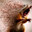 SwiftRampage