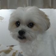 tc - steam id 76561197965597353