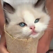 Яробунт Хаосович