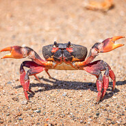 Crab