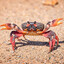 Crab
