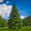 Typical pine tree