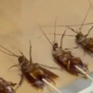 Cockroach rape machine