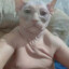 fancy.cat
