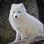 WhiteFox