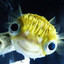 Caramel NOSXfish