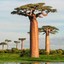 Baobab