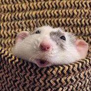 the rat