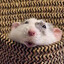 the rat