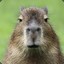 Capybara farmskins.com