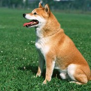 加入一勺三花淡奶