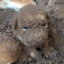 Dirty Muddy Puppy