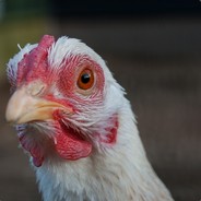 Kipje[nl]