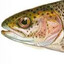 Trout Population