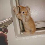 Caution Cat :))