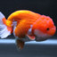 Ranchu