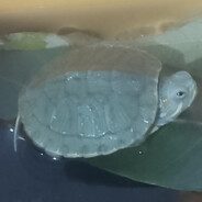 爱战斗的花狸猫