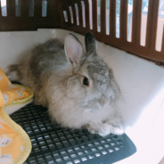 NikuF_ALGS楽しかった！