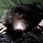 the mole