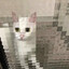 Meow