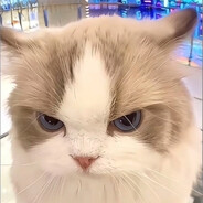 马踏东京赏樱花