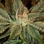 Smokekushone