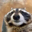 Sir Tiddles