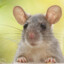 RayTheRat