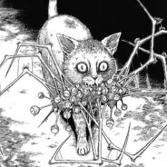 stray cat