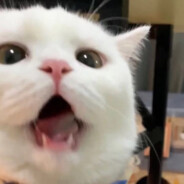 重度依赖脆脆鲨患者